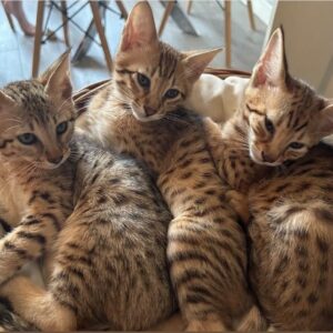 Savannah Kittens For Sale