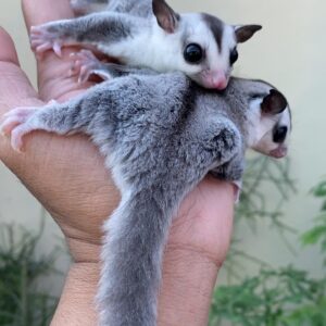 Sugar Gliders For Sale