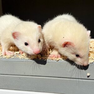 Ferrets For Sale