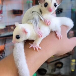 Lilo & Stitch - Male & Female