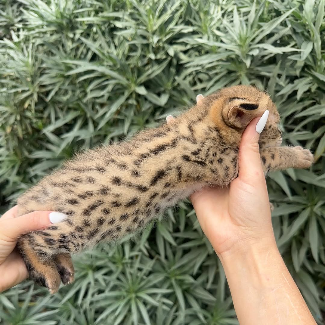 Bounty – Male - Image 3