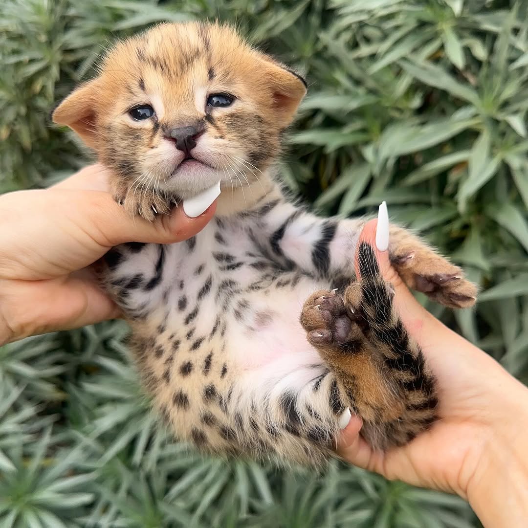 Bounty – Male - Image 2