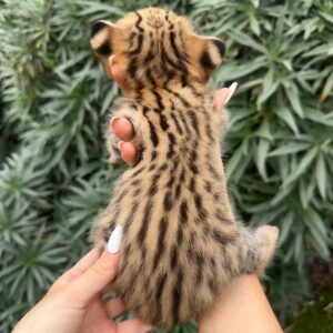savannah cat for sale