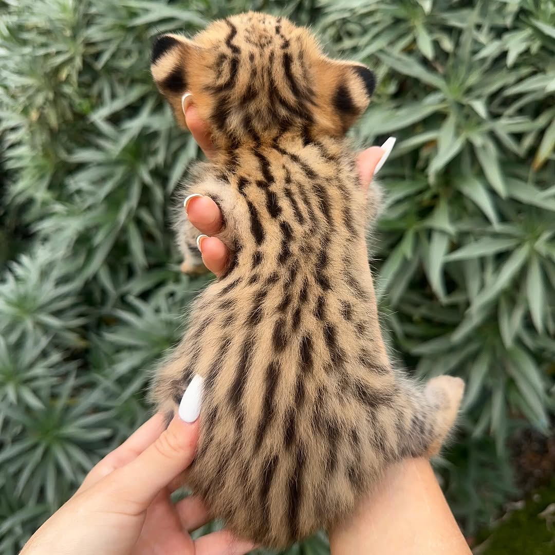 savannah cat for sale