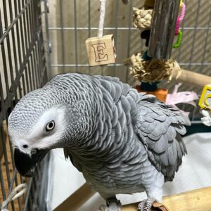 african grey for sale near me​