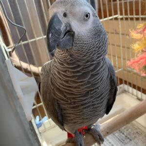 african grey parrot for sale online