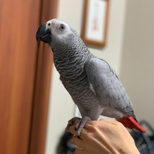 african grey parrot