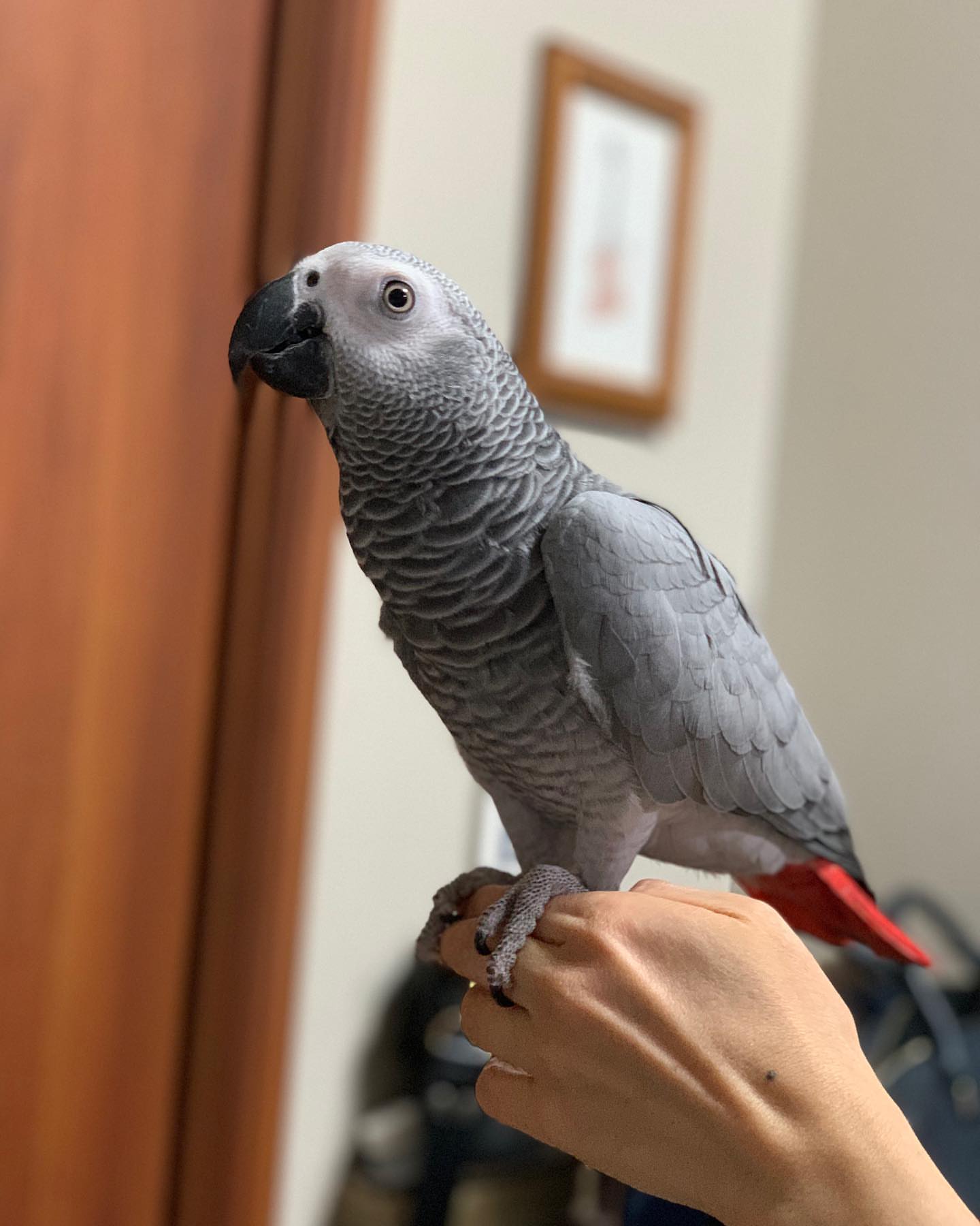 african grey parrot