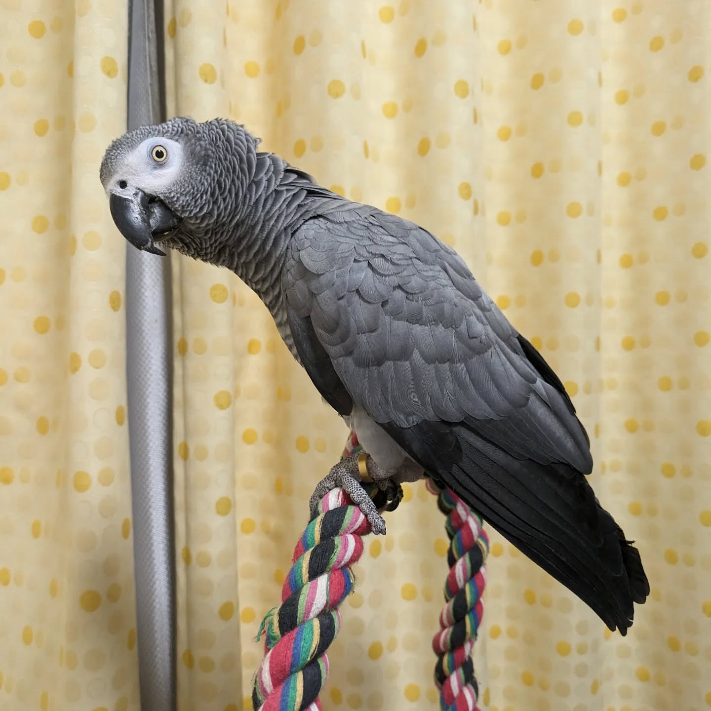 African Grey for sale