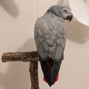 african grey parrot for sale