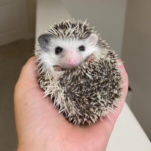 hedgehog for sale in Houston TX