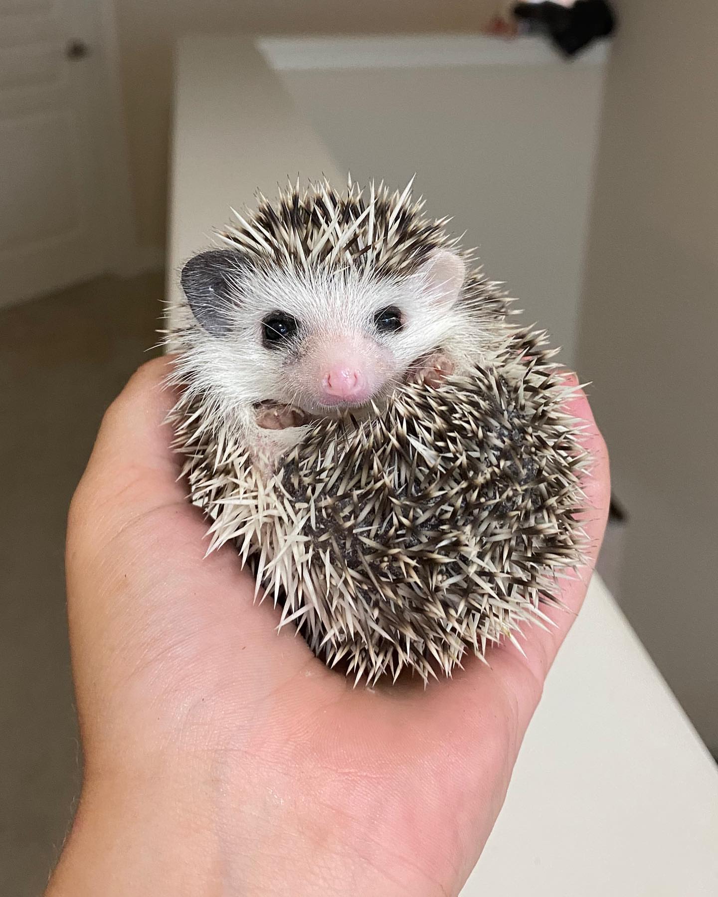 hedgehog for sale in Houston TX