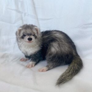 ferrets for sale online