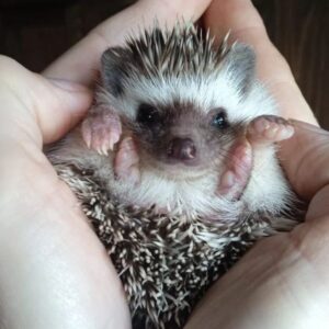 buy a hedgehog online