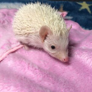 leucistic hedgehog for sale