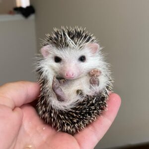 best place to buy a hedgehog,