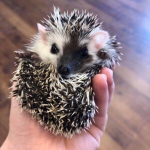 salt and pepper hedgehog for sale