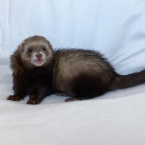 sable ferret for sale