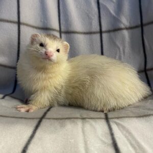 white eyed ferret for sale