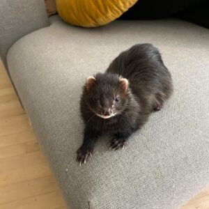 black solid ferret for sale