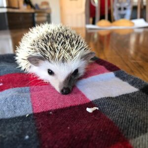 Hedgehogs For Sale