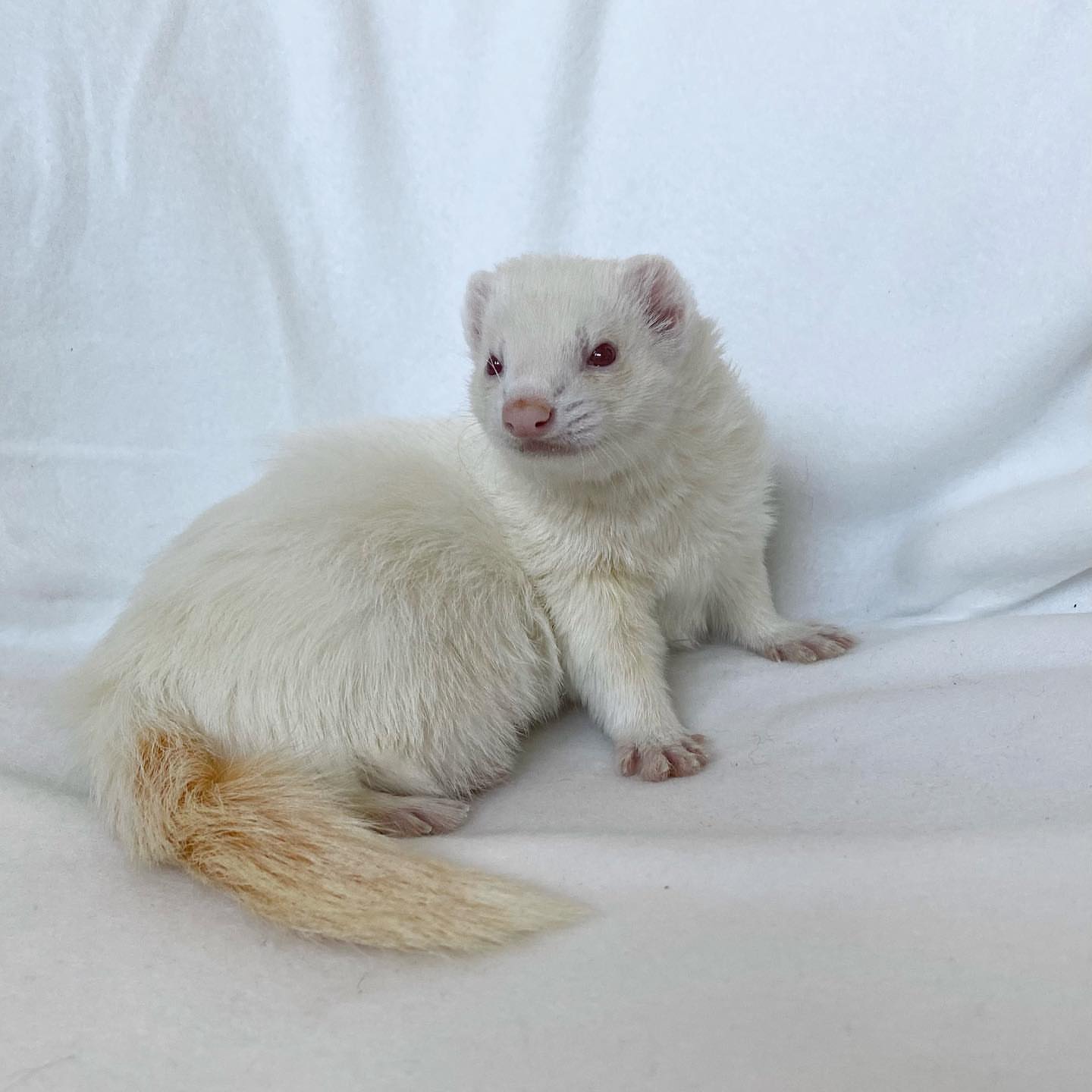 white albino ferret for sale