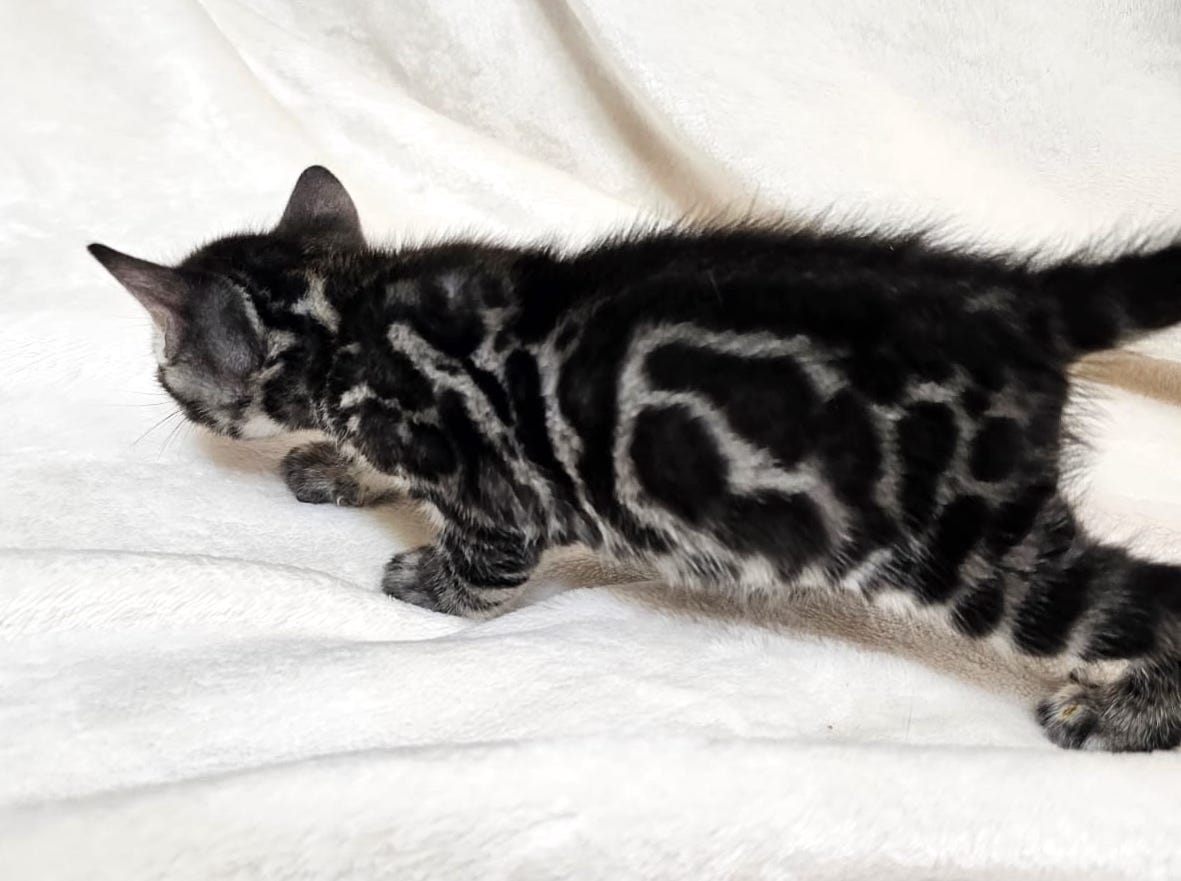 Romeo – Male - Image 2