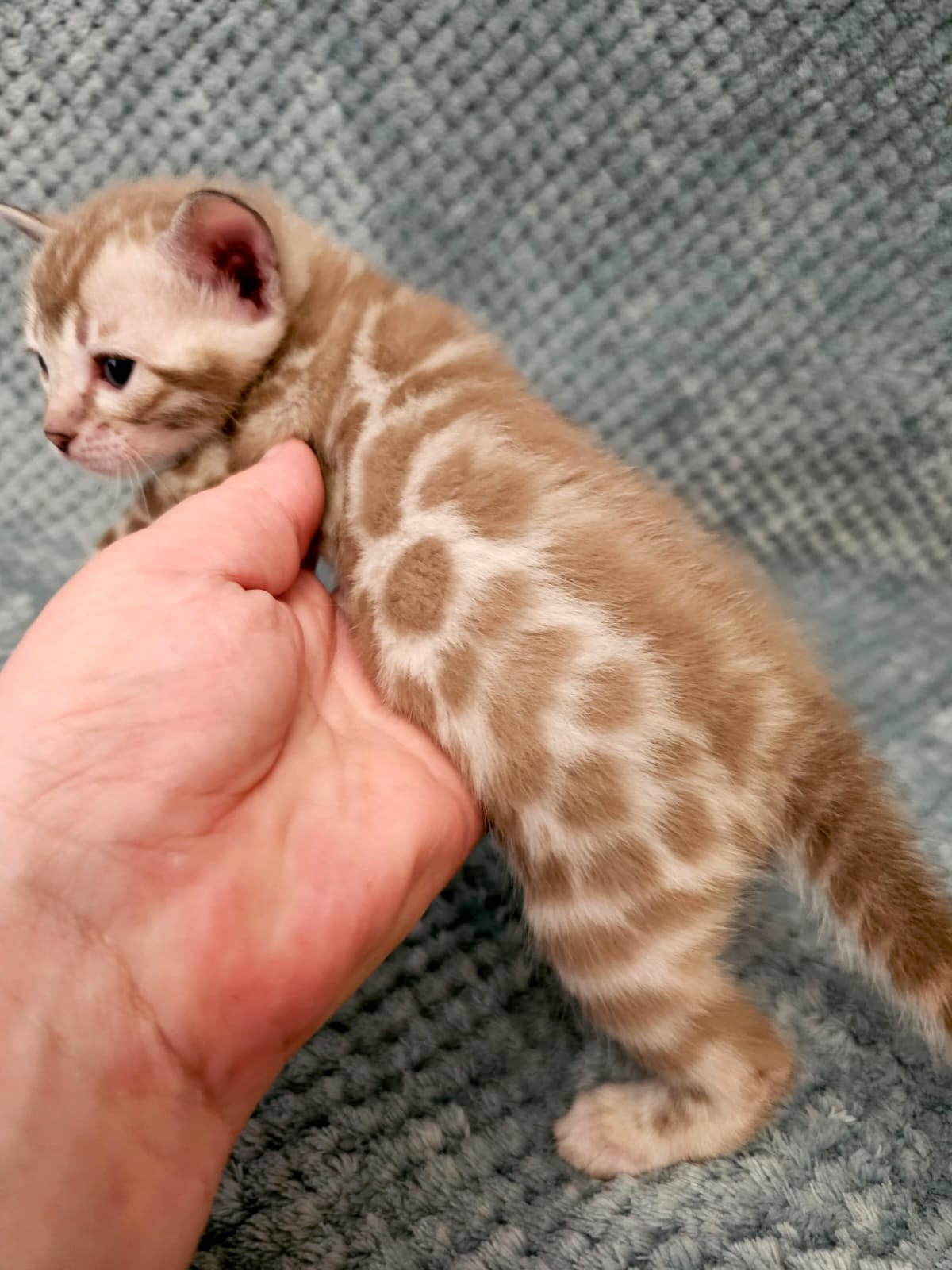 Youki – Female - Image 4