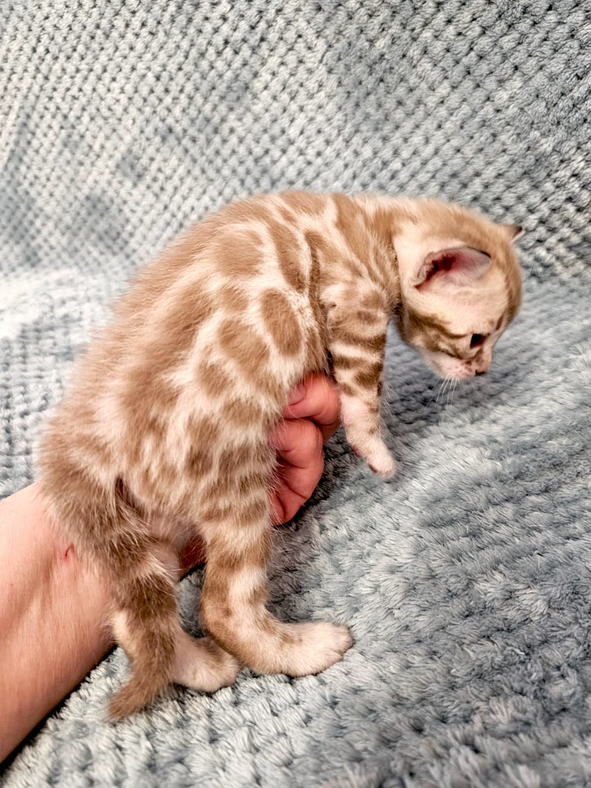 Youki – Female - Image 3