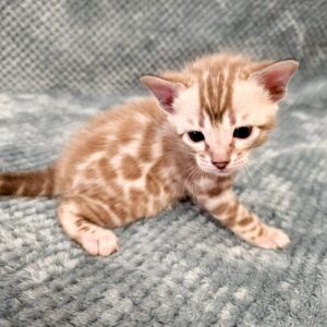 Bengal Cat For Sale