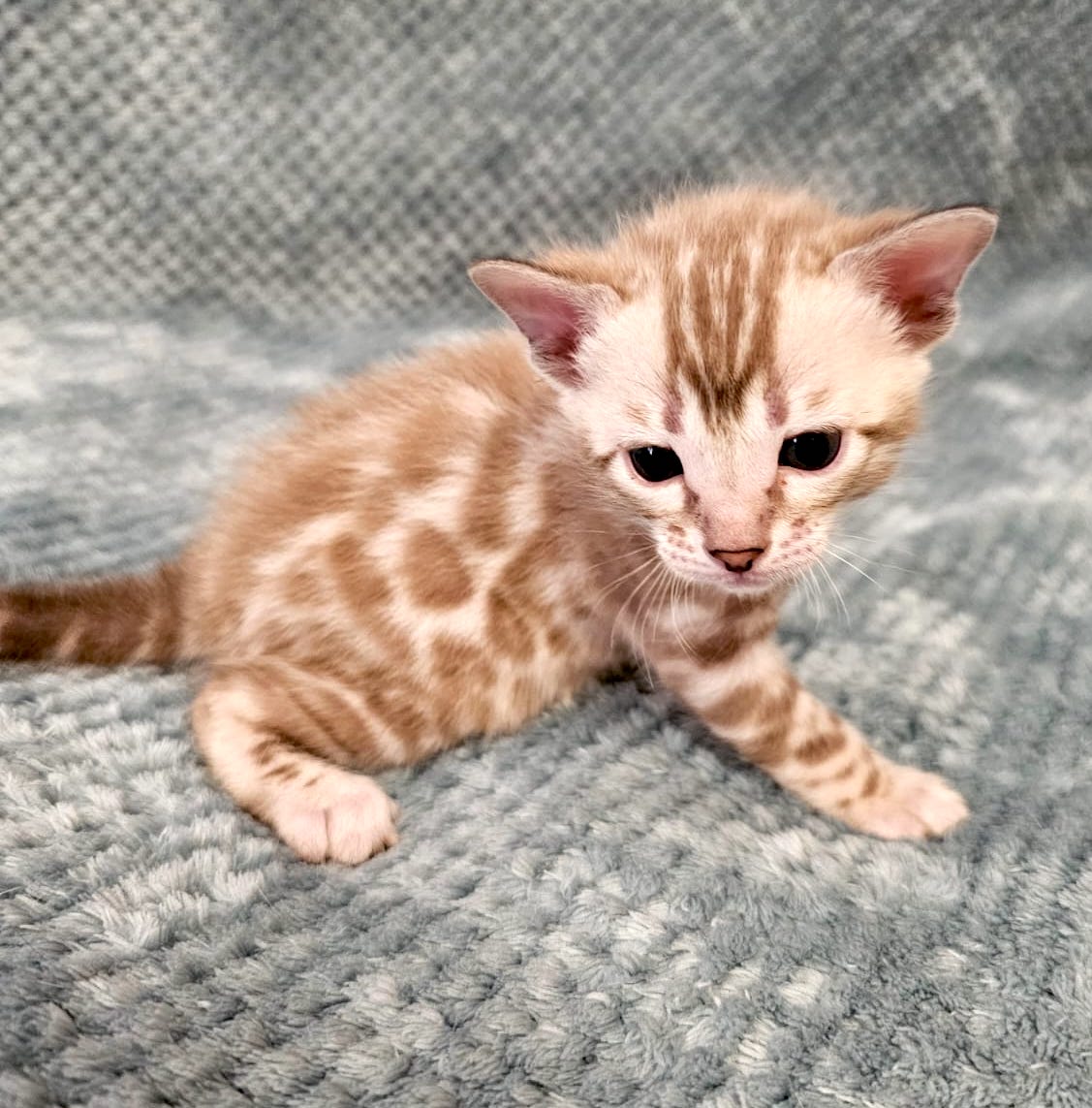 Bengal Cat For Sale
