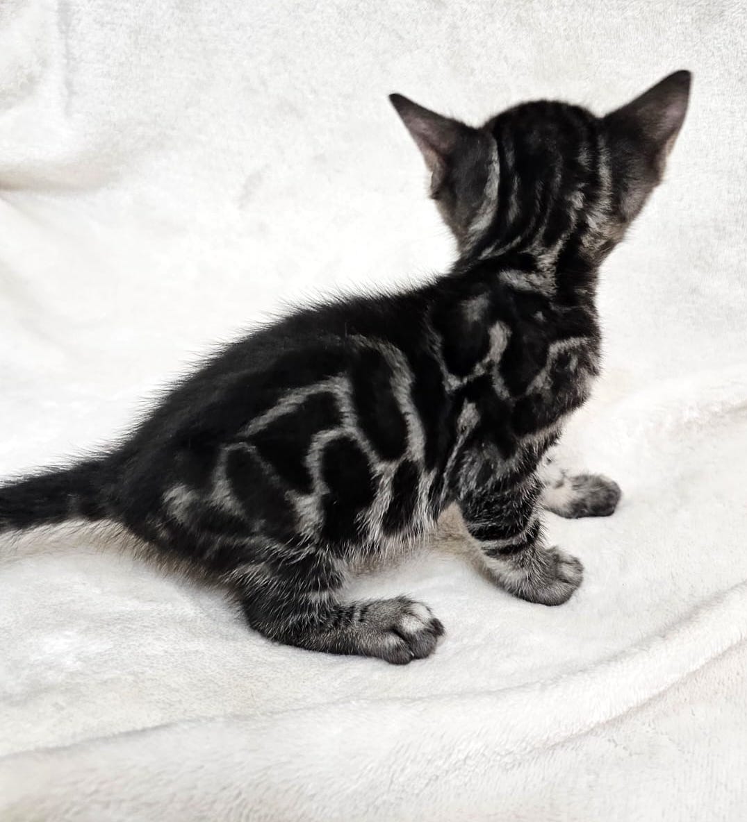 Romeo – Male - Image 4