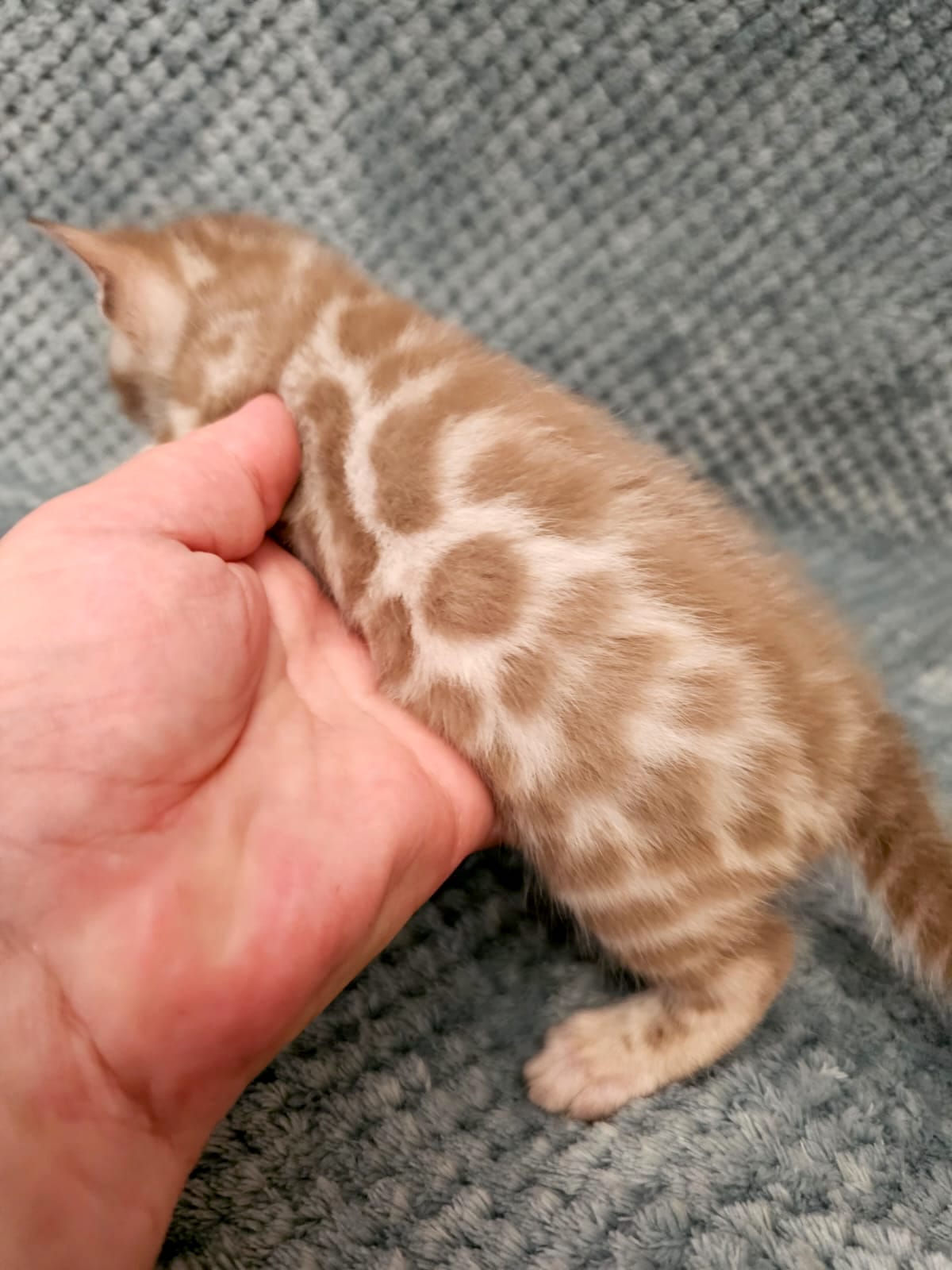 Youki – Female - Image 2