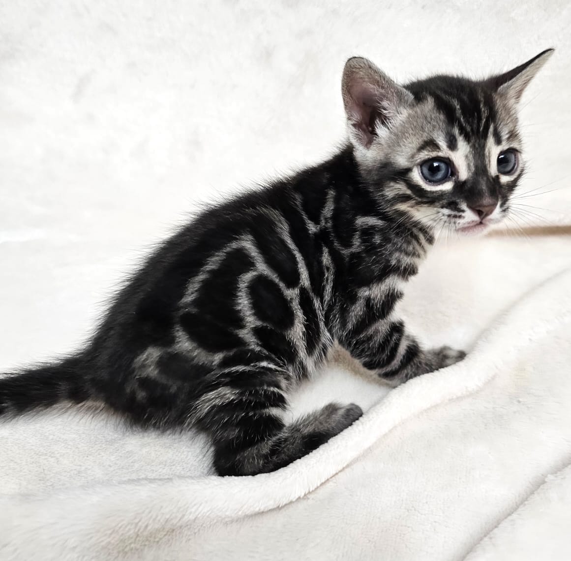 Romeo – Male - Image 3