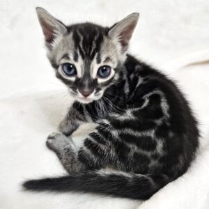 Silver Charcoal Bengal Cat For Sale