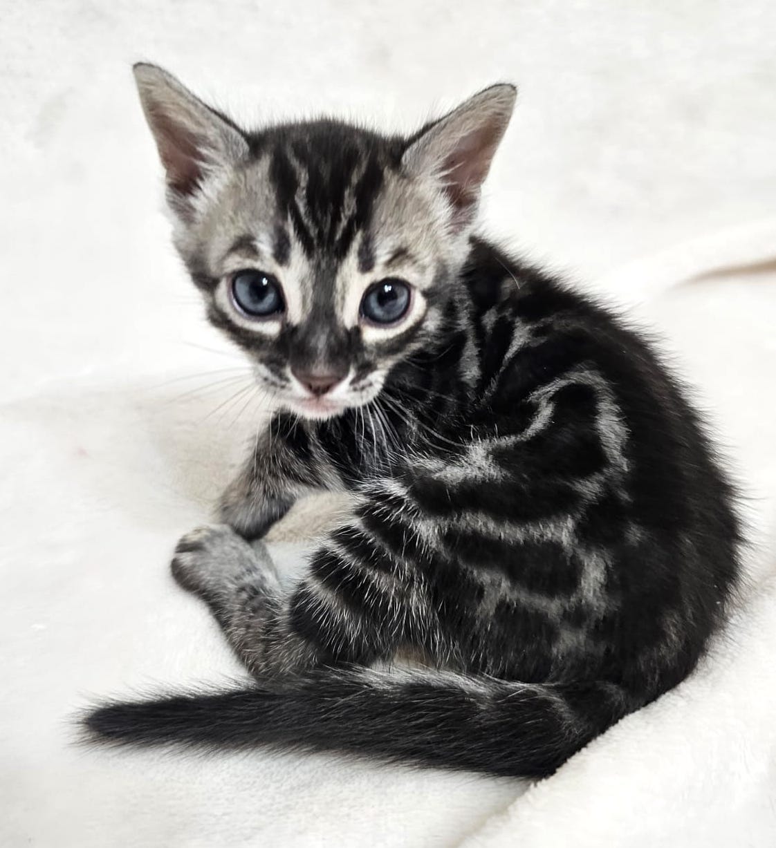 Silver Charcoal Bengal Cat For Sale