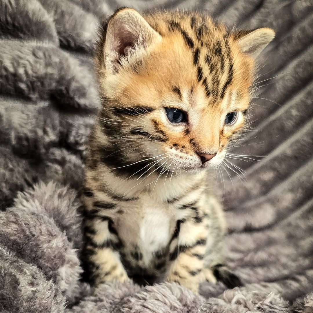 Brown Bengal Cat For Sale