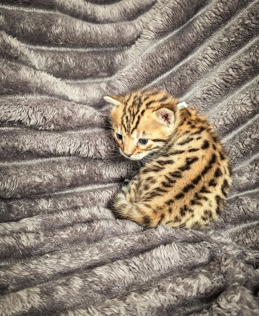 Lucy – Female - Image 4