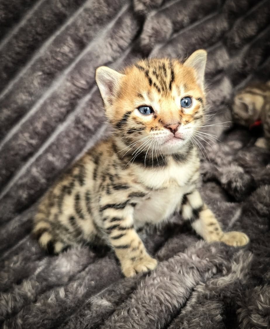 Lucy – Female - Image 3