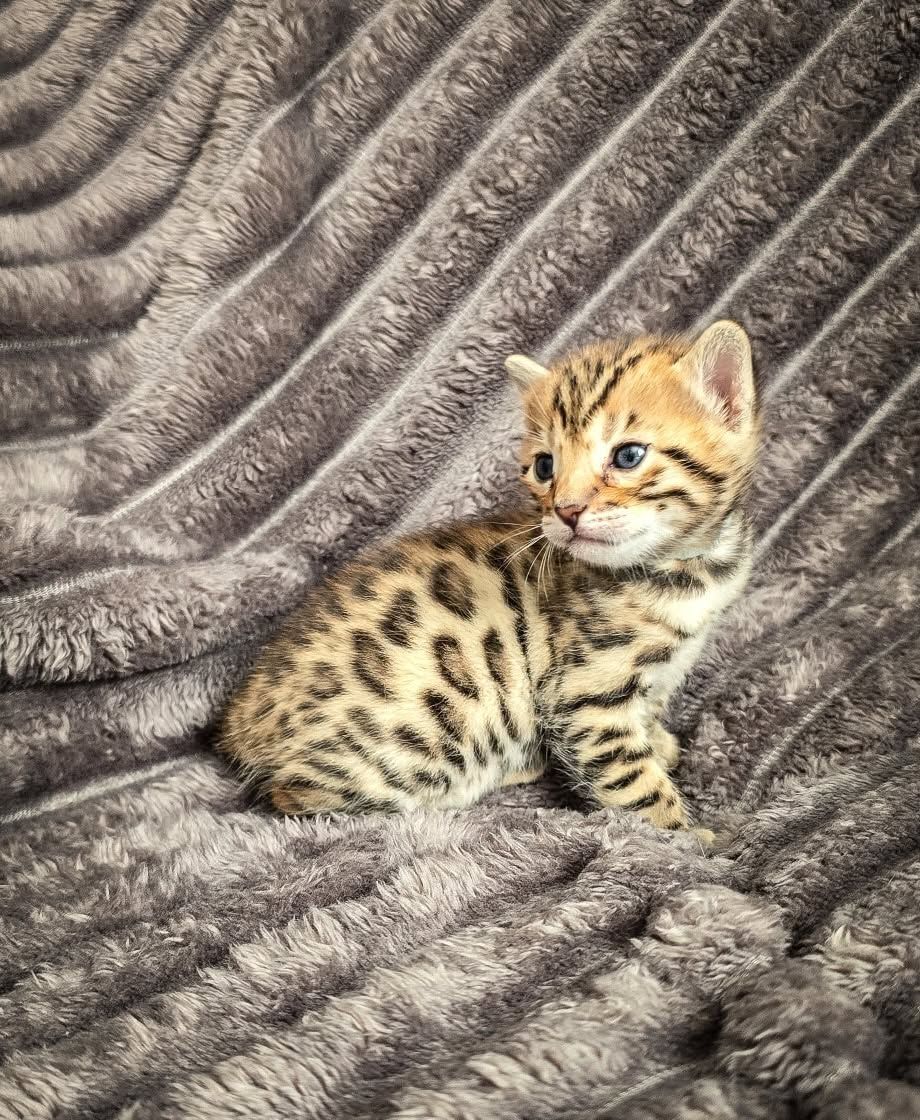 Lucy – Female - Image 2