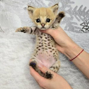 Angel F3 Savannah cat for sale female kitten