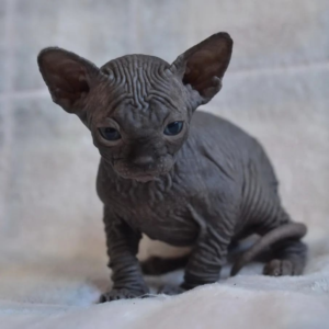 black sphynx cat for sale