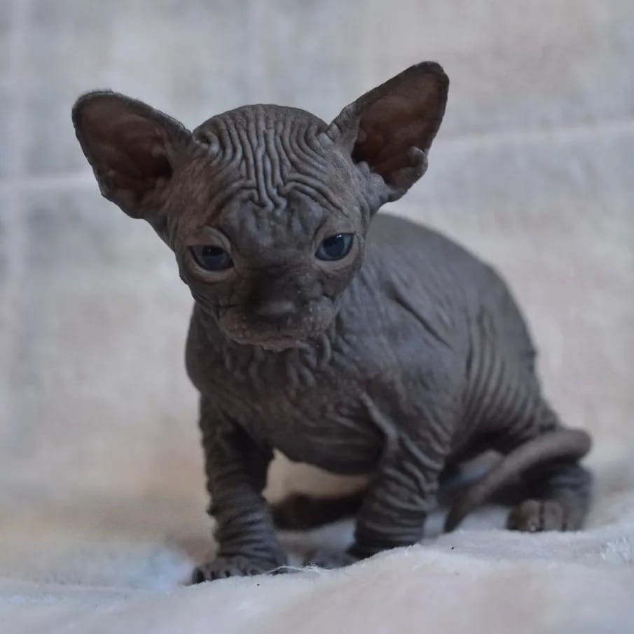 black sphynx cat for sale