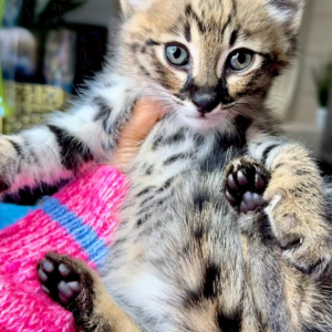 Berlingo F2 Savannah cat for sale male kitten spotted coat