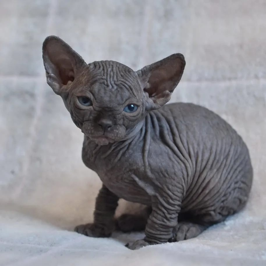 Ezra – male - Image 2