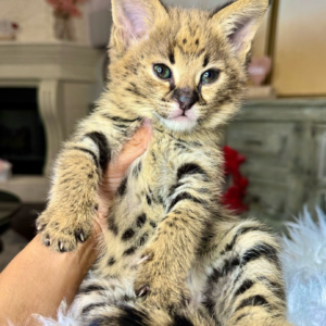 Mika F1 savannah cat for sale