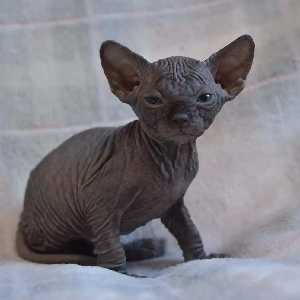 Ezra – male - Image 3