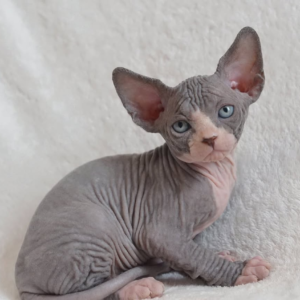 Bicolor Sphynx Cat for Sale