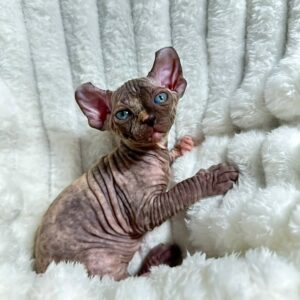 Tortoiseshell Sphynx Cat for Sale