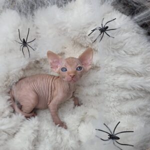 Tabby Sphynx Cat for Sale